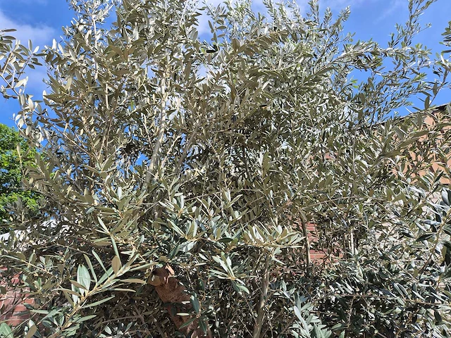 Olijfboom bonsai xxl - olea europaea - 200 jaar oud - hoogte ca. 330 cm - afbeelding 9 van  9