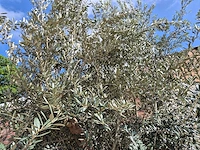 Olijfboom bonsai xxl - olea europaea - 200 jaar oud - hoogte ca. 330 cm - afbeelding 9 van  9
