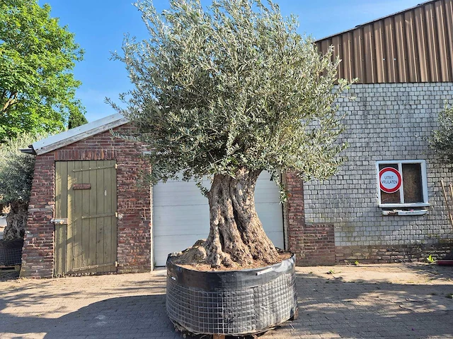 Olijfboom bonsai xxl - olea europaea - 200 jaar oud - hoogte ca. 330 cm - afbeelding 1 van  8