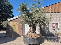 Olijfboom bonsai xxl - olea europaea - 200 jaar oud - hoogte ca. 350 cm - afbeelding 1 van  7