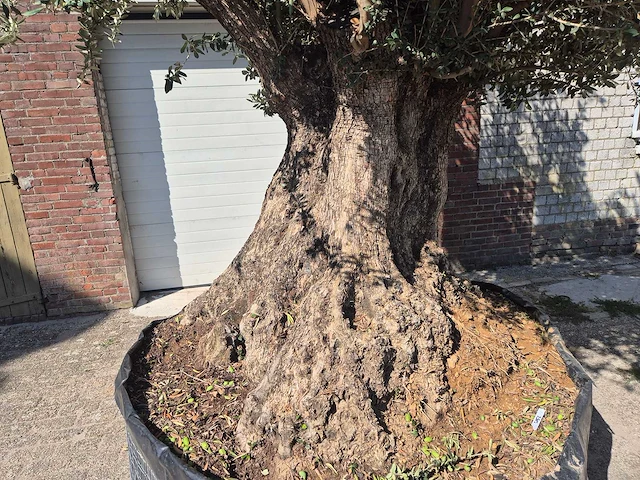 Olijfboom bonsai xxl - olea europaea - 200 jaar oud - hoogte ca. 350 cm - afbeelding 2 van  7