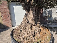 Olijfboom bonsai xxl - olea europaea - 200 jaar oud - hoogte ca. 350 cm - afbeelding 2 van  7