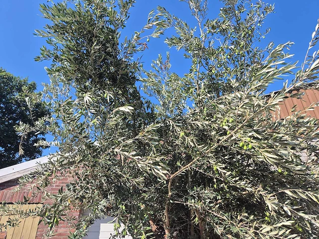 Olijfboom bonsai xxl - olea europaea - 200 jaar oud - hoogte ca. 350 cm - afbeelding 3 van  7