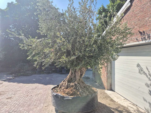 Olijfboom bonsai xxl - olea europaea - 200 jaar oud - hoogte ca. 350 cm - afbeelding 4 van  7