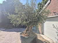 Olijfboom bonsai xxl - olea europaea - 200 jaar oud - hoogte ca. 350 cm - afbeelding 4 van  7