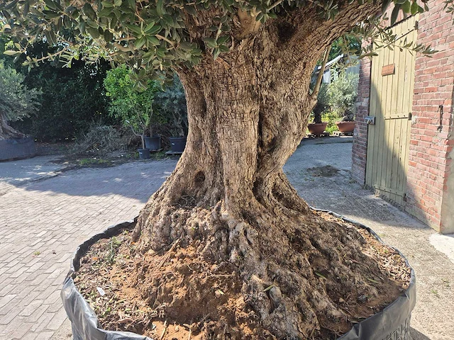 Olijfboom bonsai xxl - olea europaea - 200 jaar oud - hoogte ca. 350 cm - afbeelding 5 van  7