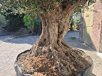 Olijfboom bonsai xxl - olea europaea - 200 jaar oud - hoogte ca. 350 cm - afbeelding 5 van  7