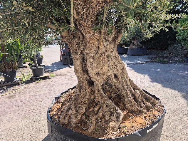 Olijfboom bonsai xxl - olea europaea - 200 jaar oud - hoogte ca. 350 cm - afbeelding 6 van  7