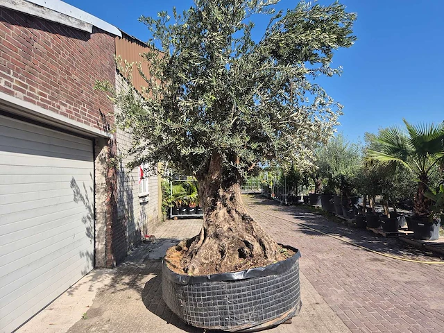 Olijfboom bonsai xxl - olea europaea - 200 jaar oud - hoogte ca. 350 cm - afbeelding 7 van  7