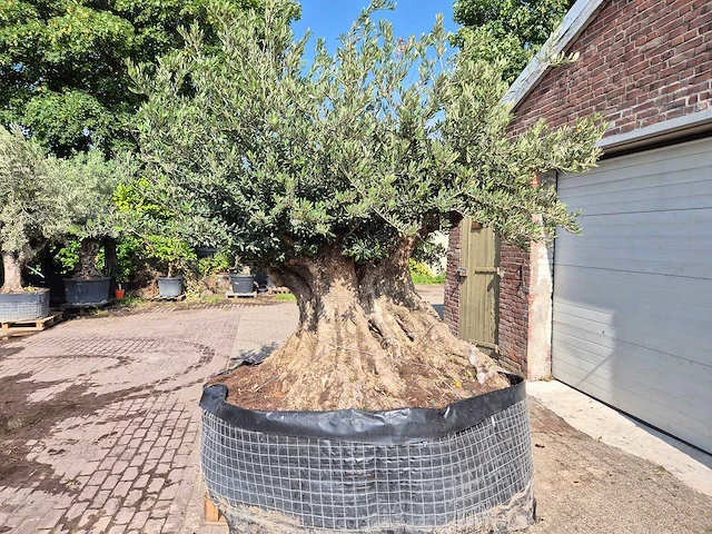 Olijfboom bonsai xxl - olea europaea - 300 jaar oud - hoogte ca. 250 cm - afbeelding 1 van  9