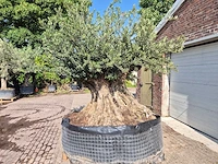 Olijfboom bonsai xxl - olea europaea - 300 jaar oud - hoogte ca. 250 cm