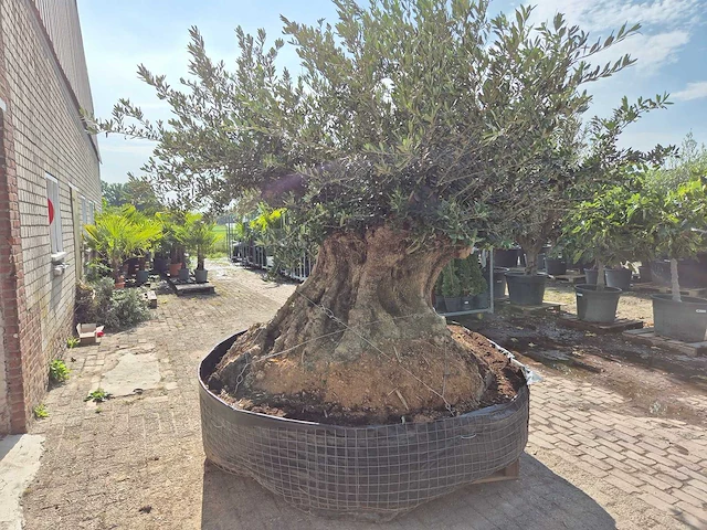 Olijfboom bonsai xxl - olea europaea - 300 jaar oud - hoogte ca. 250 cm - afbeelding 2 van  9