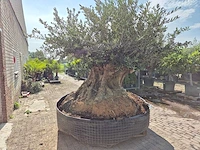 Olijfboom bonsai xxl - olea europaea - 300 jaar oud - hoogte ca. 250 cm - afbeelding 2 van  9