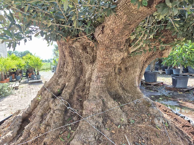 Olijfboom bonsai xxl - olea europaea - 300 jaar oud - hoogte ca. 250 cm - afbeelding 3 van  9