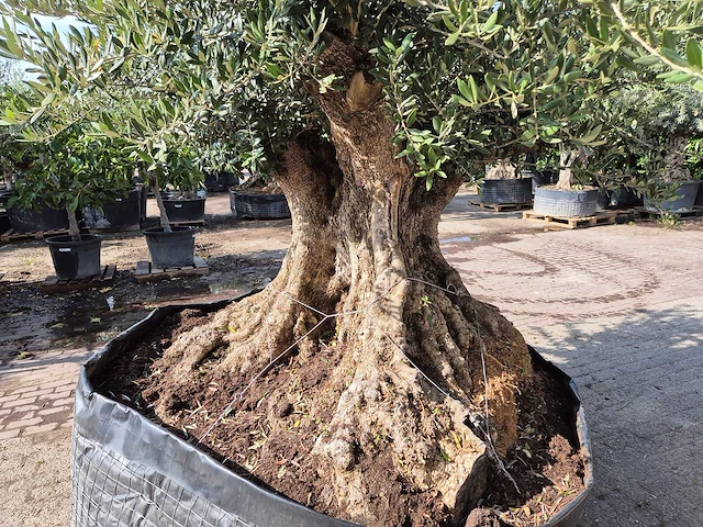 Olijfboom bonsai xxl - olea europaea - 300 jaar oud - hoogte ca. 250 cm - afbeelding 4 van  9