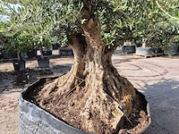 Olijfboom bonsai xxl - olea europaea - 300 jaar oud - hoogte ca. 250 cm - afbeelding 4 van  9