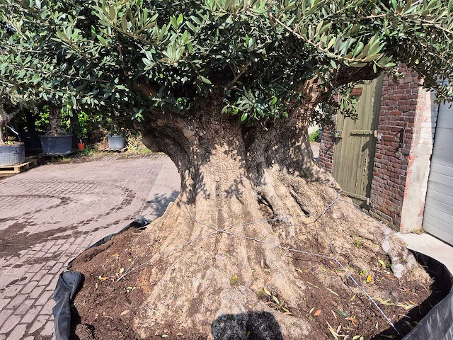 Olijfboom bonsai xxl - olea europaea - 300 jaar oud - hoogte ca. 250 cm - afbeelding 5 van  9
