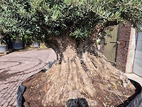 Olijfboom bonsai xxl - olea europaea - 300 jaar oud - hoogte ca. 250 cm - afbeelding 5 van  9