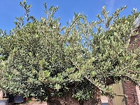 Olijfboom bonsai xxl - olea europaea - 300 jaar oud - hoogte ca. 250 cm - afbeelding 6 van  9