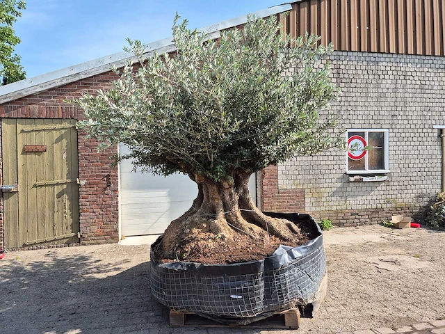 Olijfboom bonsai xxl - olea europaea - 300 jaar oud - hoogte ca. 250 cm - afbeelding 7 van  9