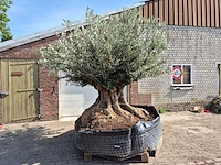 Olijfboom bonsai xxl - olea europaea - 300 jaar oud - hoogte ca. 250 cm - afbeelding 7 van  9