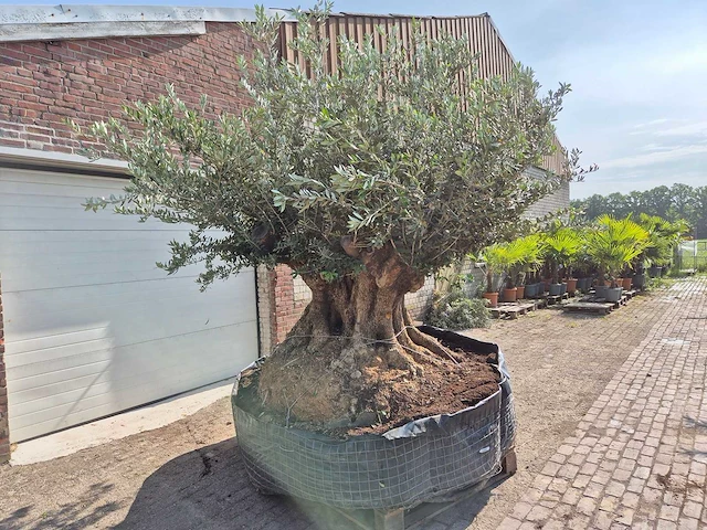 Olijfboom bonsai xxl - olea europaea - 300 jaar oud - hoogte ca. 250 cm - afbeelding 8 van  9