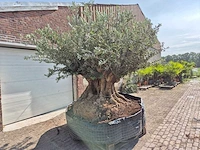 Olijfboom bonsai xxl - olea europaea - 300 jaar oud - hoogte ca. 250 cm - afbeelding 8 van  9