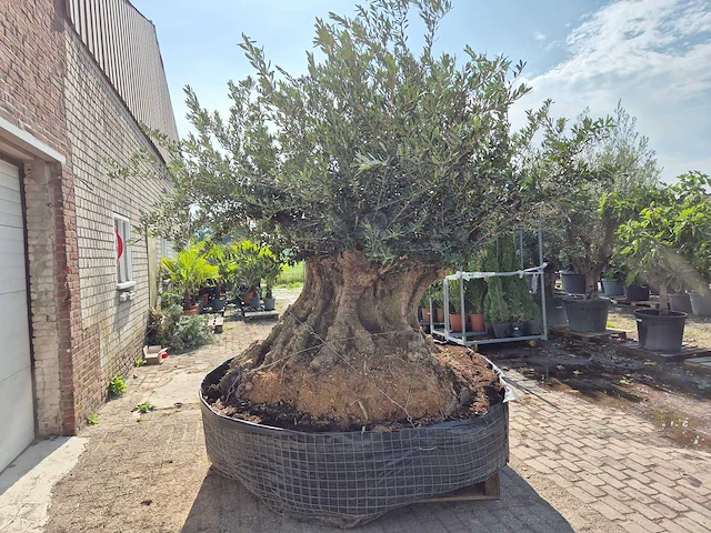 Olijfboom bonsai xxl - olea europaea - 300 jaar oud - hoogte ca. 250 cm - afbeelding 9 van  9