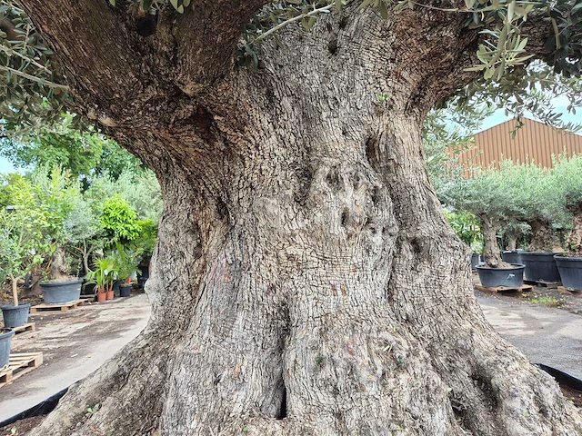 Olijfboom bonsai xxl - olea europaea - 300 jaar oud - hoogte ca. 250 cm - afbeelding 2 van  12