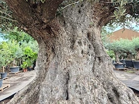 Olijfboom bonsai xxl - olea europaea - 300 jaar oud - hoogte ca. 250 cm - afbeelding 2 van  12