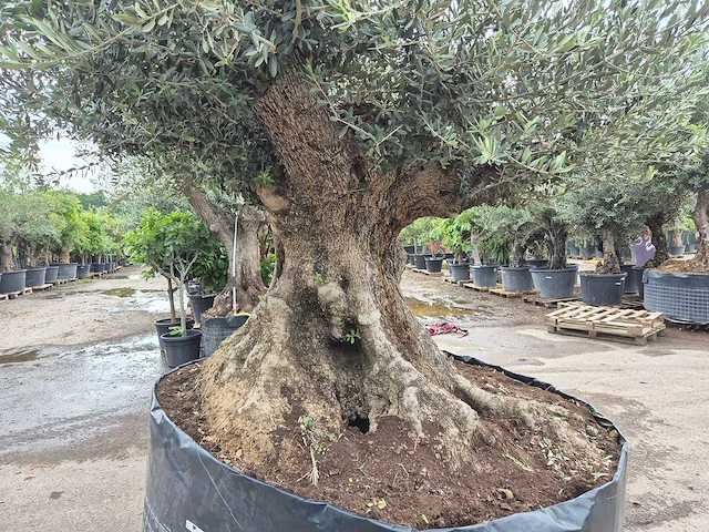 Olijfboom bonsai xxl - olea europaea - 300 jaar oud - hoogte ca. 250 cm - afbeelding 3 van  12