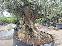 Olijfboom bonsai xxl - olea europaea - 300 jaar oud - hoogte ca. 250 cm - afbeelding 3 van  12
