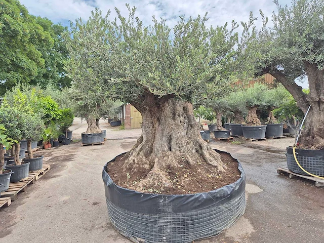 Olijfboom bonsai xxl - olea europaea - 300 jaar oud - hoogte ca. 250 cm - afbeelding 4 van  12