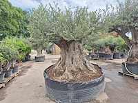 Olijfboom bonsai xxl - olea europaea - 300 jaar oud - hoogte ca. 250 cm - afbeelding 4 van  12