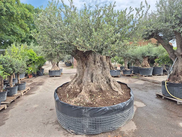 Olijfboom bonsai xxl - olea europaea - 300 jaar oud - hoogte ca. 250 cm - afbeelding 1 van  12