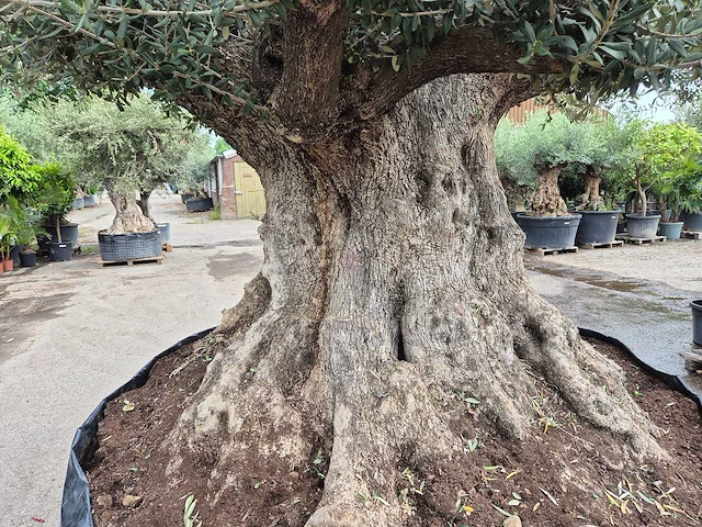 Olijfboom bonsai xxl - olea europaea - 300 jaar oud - hoogte ca. 250 cm - afbeelding 5 van  12