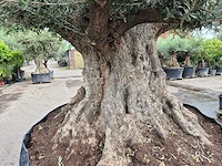Olijfboom bonsai xxl - olea europaea - 300 jaar oud - hoogte ca. 250 cm - afbeelding 5 van  12