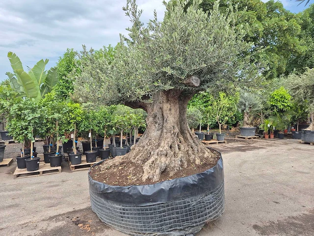 Olijfboom bonsai xxl - olea europaea - 300 jaar oud - hoogte ca. 250 cm - afbeelding 6 van  12