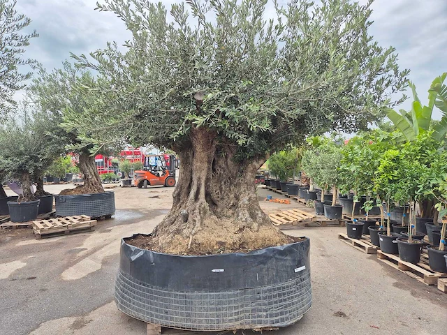 Olijfboom bonsai xxl - olea europaea - 300 jaar oud - hoogte ca. 250 cm - afbeelding 7 van  12
