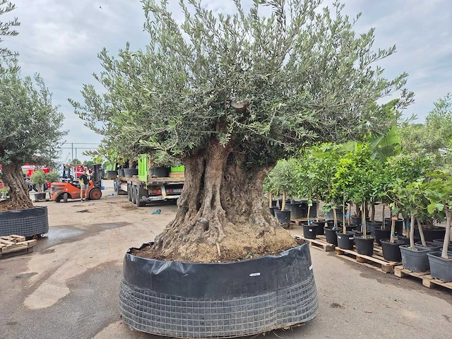 Olijfboom bonsai xxl - olea europaea - 300 jaar oud - hoogte ca. 250 cm - afbeelding 8 van  12