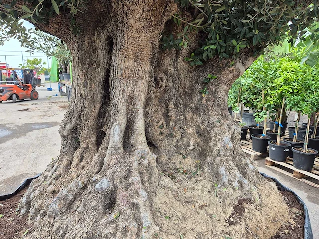 Olijfboom bonsai xxl - olea europaea - 300 jaar oud - hoogte ca. 250 cm - afbeelding 9 van  12