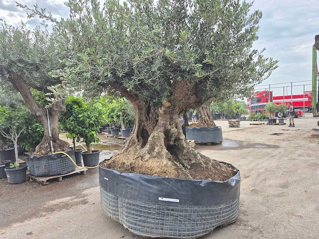Olijfboom bonsai xxl - olea europaea - 300 jaar oud - hoogte ca. 250 cm - afbeelding 10 van  12