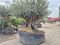 Olijfboom bonsai xxl - olea europaea - 300 jaar oud - hoogte ca. 250 cm - afbeelding 10 van  12