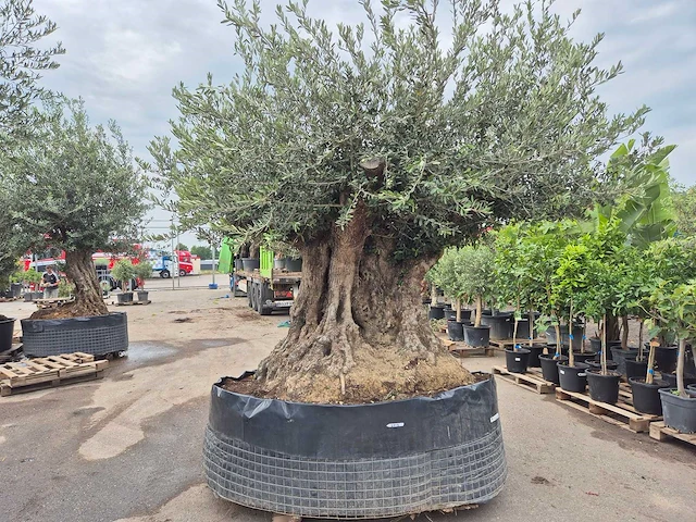 Olijfboom bonsai xxl - olea europaea - 300 jaar oud - hoogte ca. 250 cm - afbeelding 11 van  12
