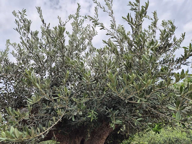 Olijfboom bonsai xxl - olea europaea - 300 jaar oud - hoogte ca. 250 cm - afbeelding 12 van  12