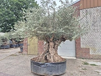 Olijfboom bonsai xxl - olea europaea - 300 jaar oud - hoogte ca. 280 cm - afbeelding 2 van  8