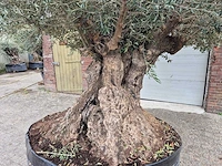 Olijfboom bonsai xxl - olea europaea - 300 jaar oud - hoogte ca. 280 cm - afbeelding 3 van  8