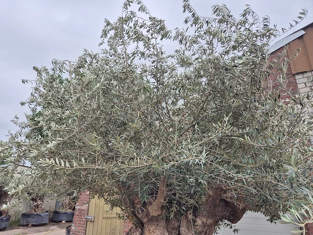 Olijfboom bonsai xxl - olea europaea - 300 jaar oud - hoogte ca. 280 cm - afbeelding 4 van  8