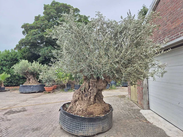 Olijfboom bonsai xxl - olea europaea - 300 jaar oud - hoogte ca. 280 cm - afbeelding 5 van  8