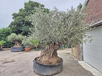 Olijfboom bonsai xxl - olea europaea - 300 jaar oud - hoogte ca. 280 cm - afbeelding 5 van  8